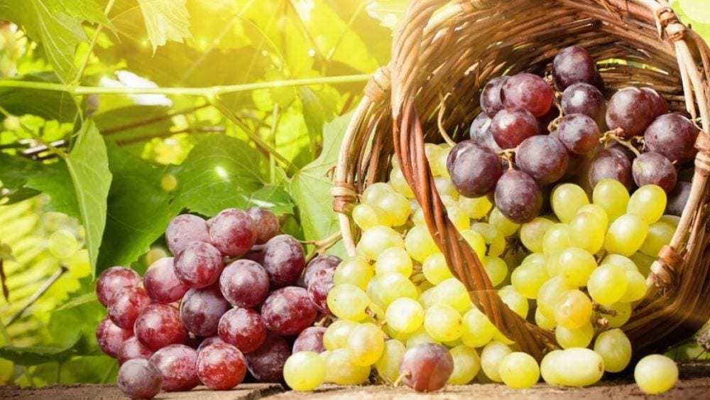Les bienfaits du raisin pour la circulation