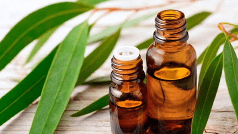 20 huiles essentielles à avoir chez soi 3 L'eucalyptus parmi les huiles essentielles à avoir chez soi