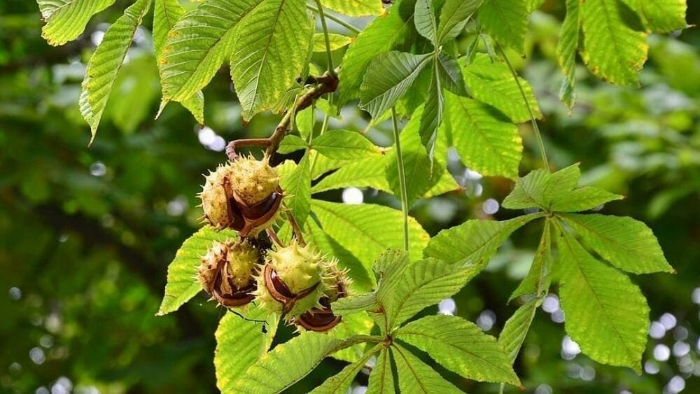Les atouts du marronnier d'Inde pour la circulation 1 bienfaits du marrionnier d'Inde