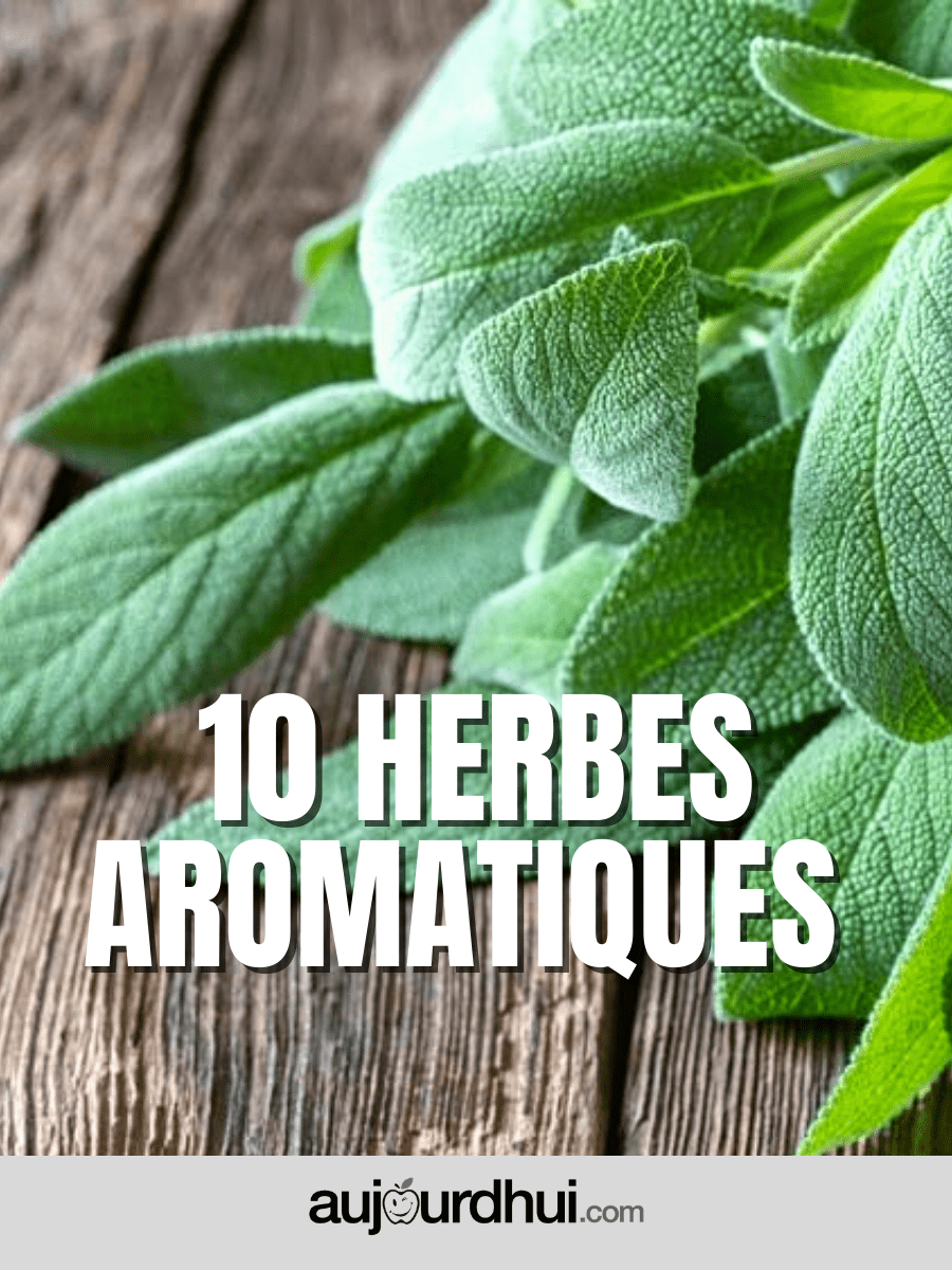 Votre liste des herbes aromatiques Votre liste des herbes aromatiques